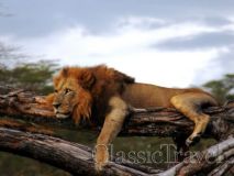 Classic Travel - Gallery - Classic African Safari
