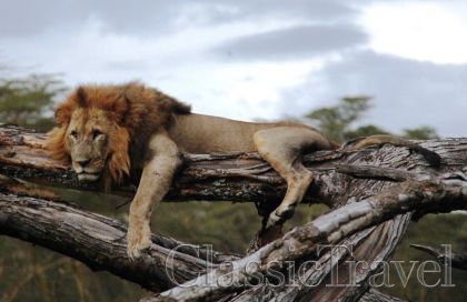 Classic Travel - Trip - Classic African Safari