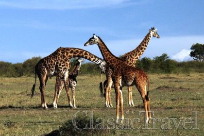 Classic Travel - Trip - Classic African Safari